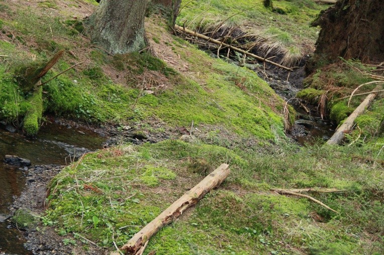 Wielkie torfowe jeziorko i torfowy las