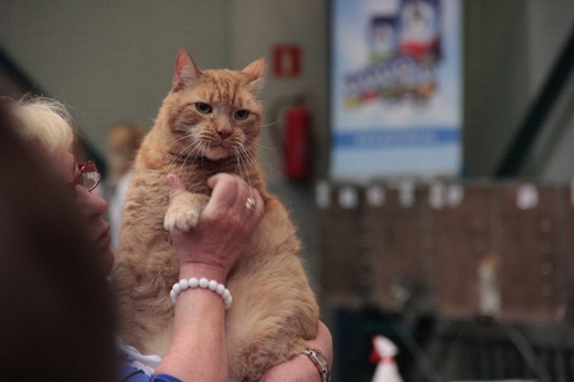 Międzynarodowa wystawa kotów w Skierniewicach