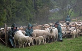 Owce są dojone dwa razy dziennie: rano i wieczorem.  Prace wykonują mężczyźni  