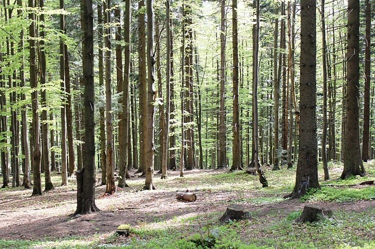 VII Rajd "Szlakami św. Jana Pawła"  na Bendoszkę - cz. 2