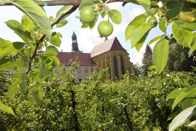 Zielone Święta wśród zieleni