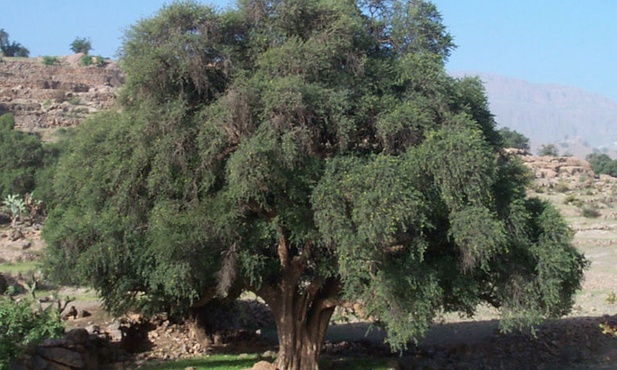 Argan