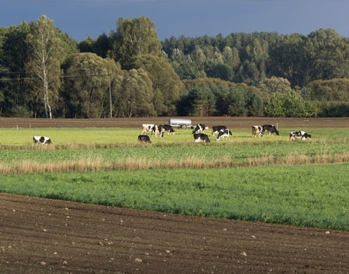 Rośnie eksport polskiej żywności  