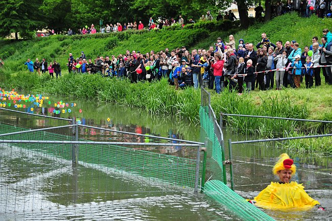 Wyścig kaczek w roku 2015