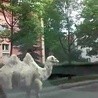 Wielbłąd biegał po Legnicy