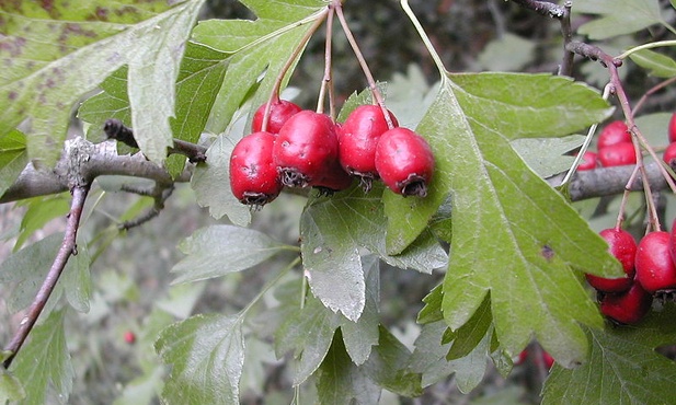 Głóg