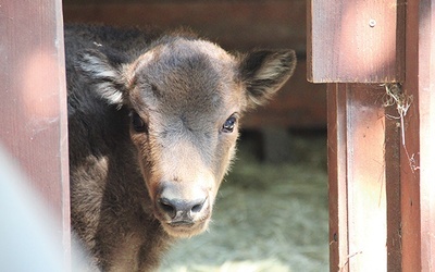Mała krowa żubra, urodzona w maju w Pszczynie 