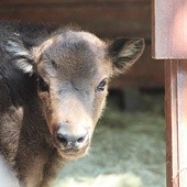 Mała krowa żubra, urodzona w maju w Pszczynie 