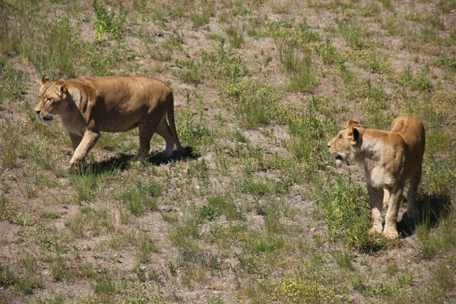 Lwice z gdańskiego ZOO są w ciąży 