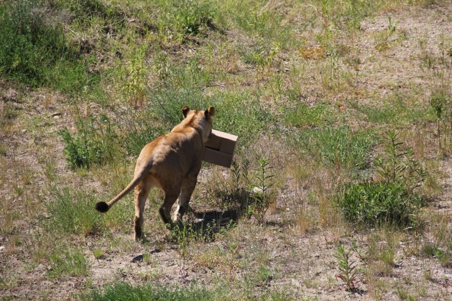 Lwice z gdańskiego ZOO są w ciąży 