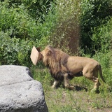 Lwice z gdańskiego ZOO są w ciąży 