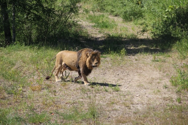 Lwice z gdańskiego ZOO są w ciąży 