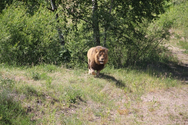 Lwice z gdańskiego ZOO są w ciąży 