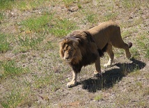 Lwice z gdańskiego ZOO są w ciąży 