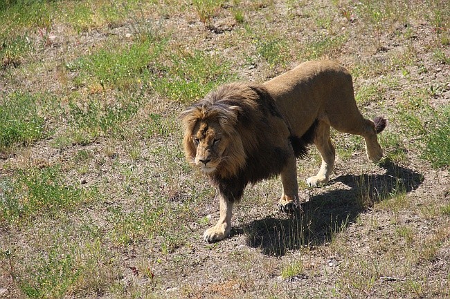 Lwice z gdańskiego ZOO są w ciąży 