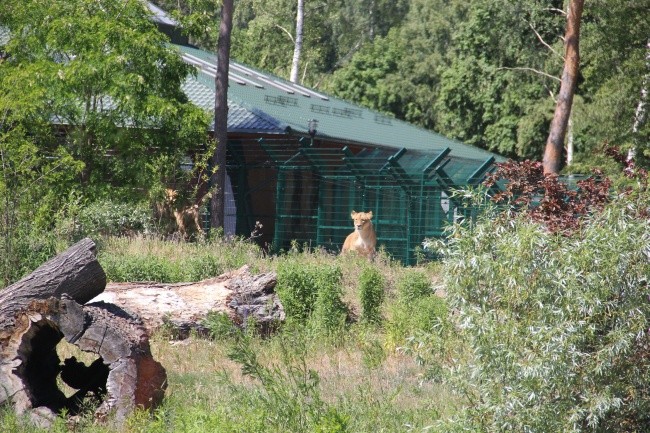 Lwice z gdańskiego ZOO są w ciąży 