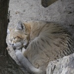 Lwice z gdańskiego ZOO są w ciąży 