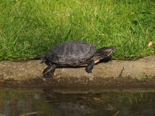 Lwice z gdańskiego ZOO są w ciąży 