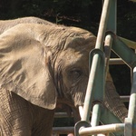 Lwice z gdańskiego ZOO są w ciąży 