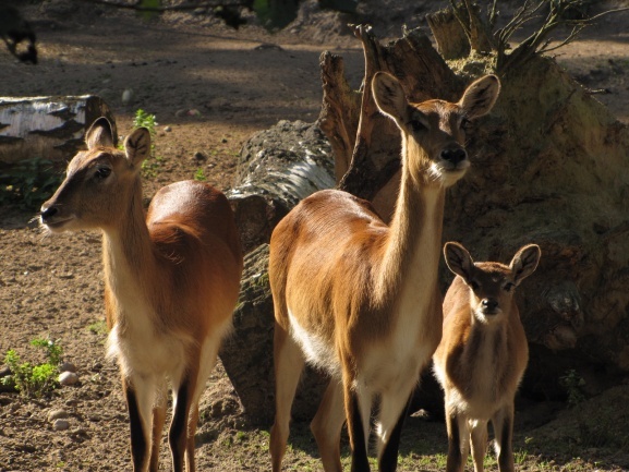 Lwice z gdańskiego ZOO są w ciąży 