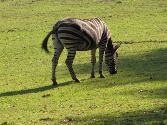 Lwice z gdańskiego ZOO są w ciąży 