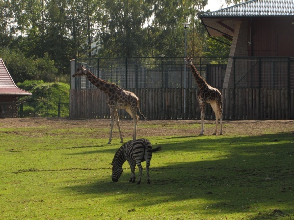 Lwice z gdańskiego ZOO są w ciąży 