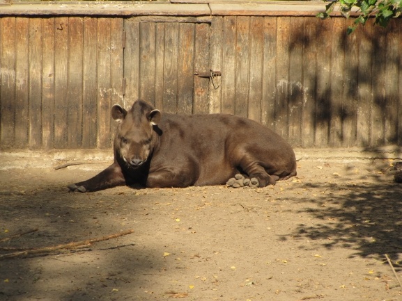 Lwice z gdańskiego ZOO są w ciąży 