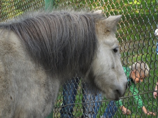 Lwice z gdańskiego ZOO są w ciąży 