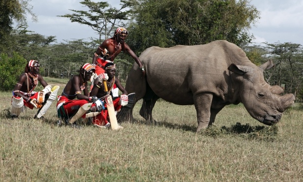 Masajowie i ostatni nosorożec
