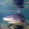 Australia: Zginął surfer zaatakowany przez rekina