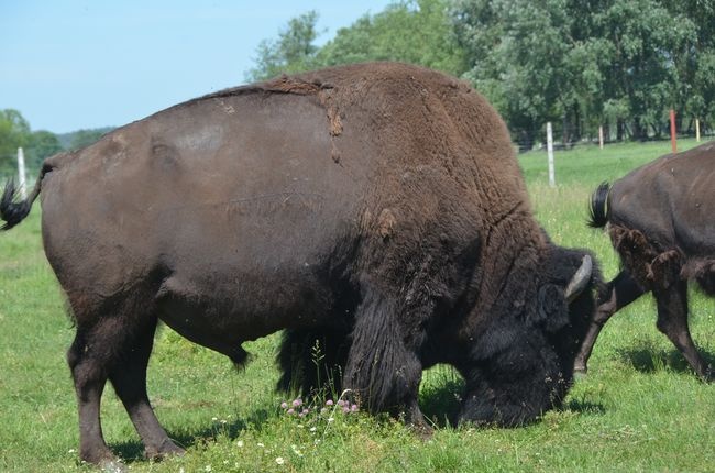 Kurozwęckie bizony