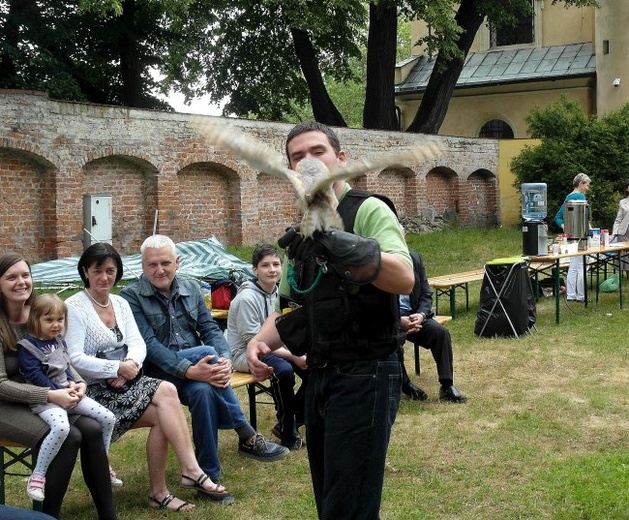 Pokaz sokolniczy na pielgrzymce rodzin 