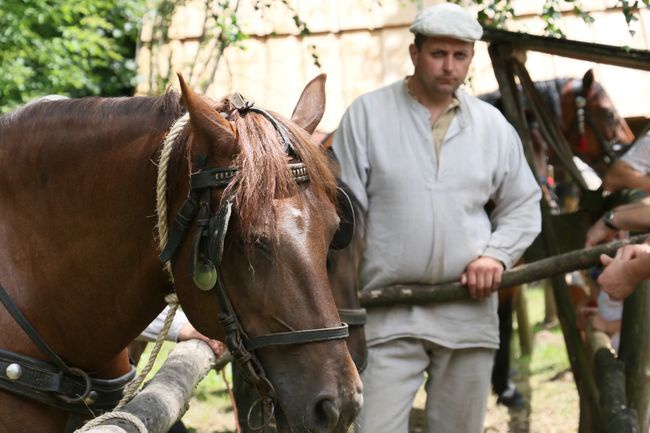 Jak kupić konia?