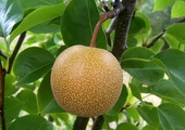 Grusza