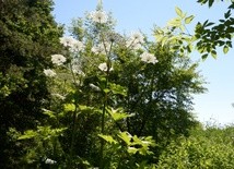Barszcz Sosnowskiego (łac. Heracléum sosnówskyi) to roślina zielna należąca do rodziny selerowatych