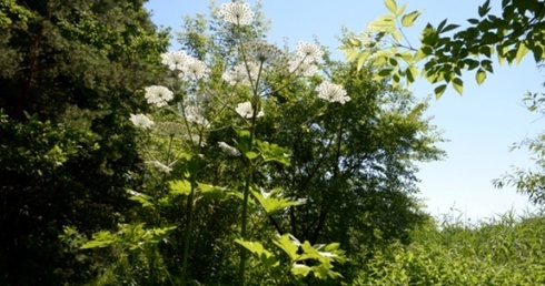 Barszcz Sosnowskiego (łac. Heracléum sosnówskyi) to roślina zielna należąca do rodziny selerowatych