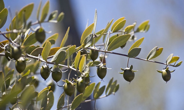 Jojoba