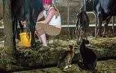 Angelika Gonsowska doi krowę,  na mleko czekają już koty