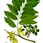 Ylang-ylang