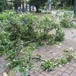 Skutki wichury na krakowskich Plantach