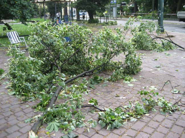 Skutki wichury na krakowskich Plantach