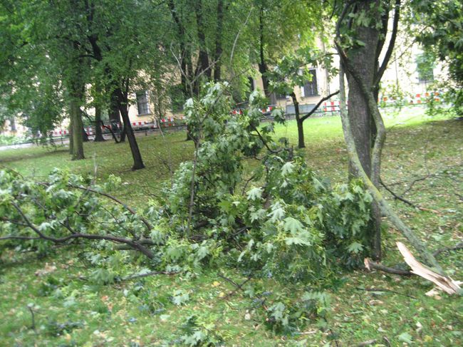 Skutki wichury na krakowskich Plantach