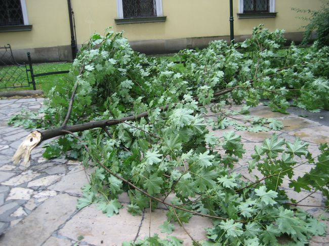 Skutki wichury na krakowskich Plantach