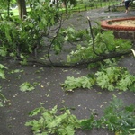 Skutki wichury na krakowskich Plantach