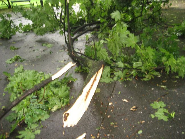 Skutki wichury na krakowskich Plantach