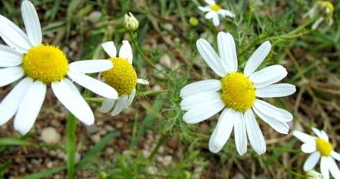 Kwietne łąki i książki dla bibliotek