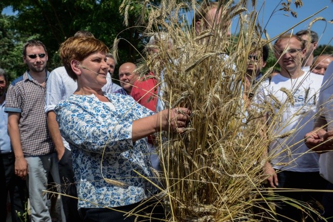 Szydło u mazowieckich rolników