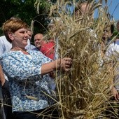 Szydło u mazowieckich rolników