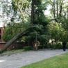 Powalone drzewa wyrządziły wiele szkód