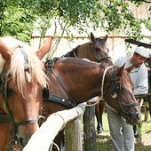 Dziś jarmark to kilka koni, 100 lat temu było ich tysiące 